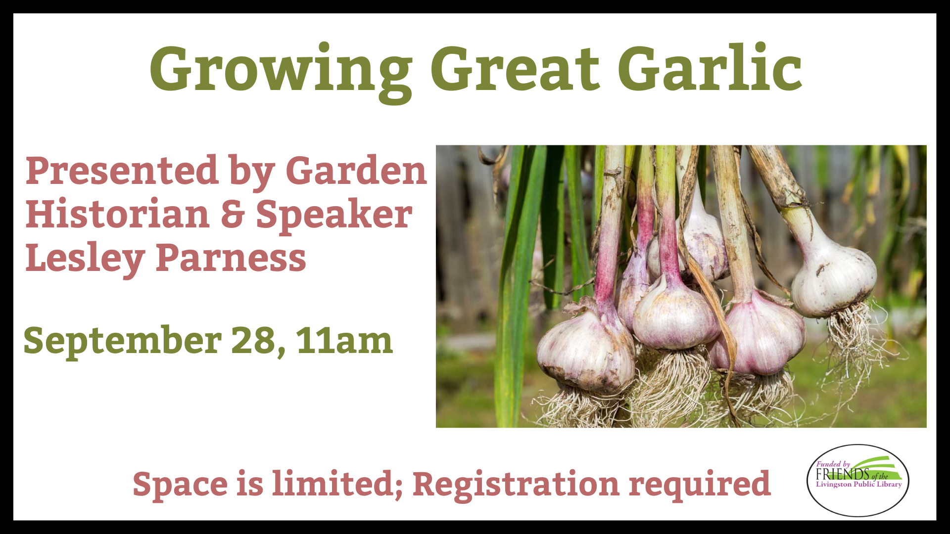 Growing great garlic by Lesley Parness