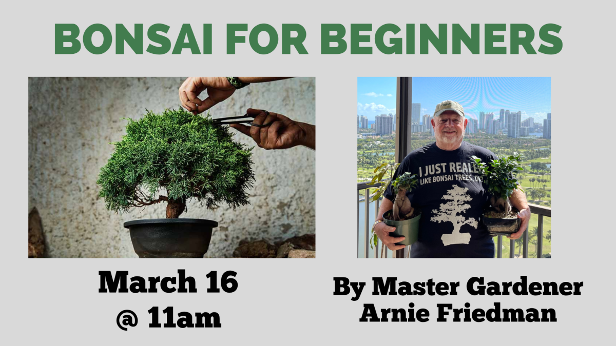 Bonsai for beginners